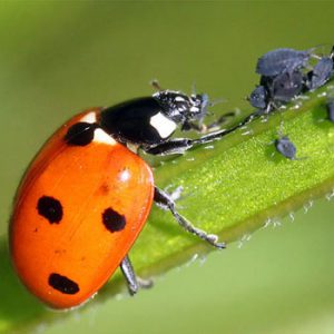 Biological control