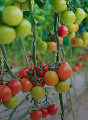 Ind Crops