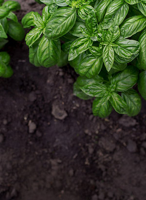 vegetables