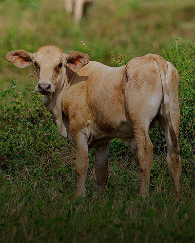calf
