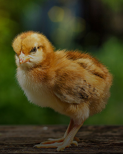chiken