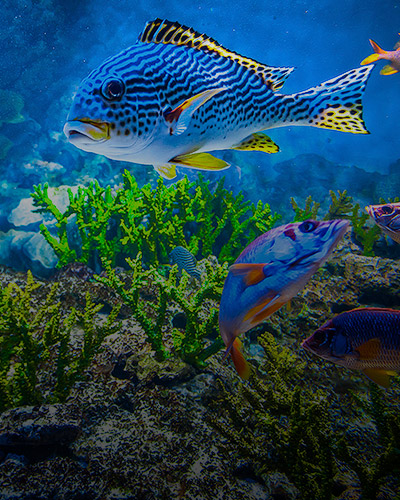 fish