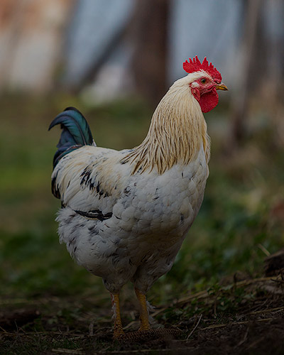 chiken