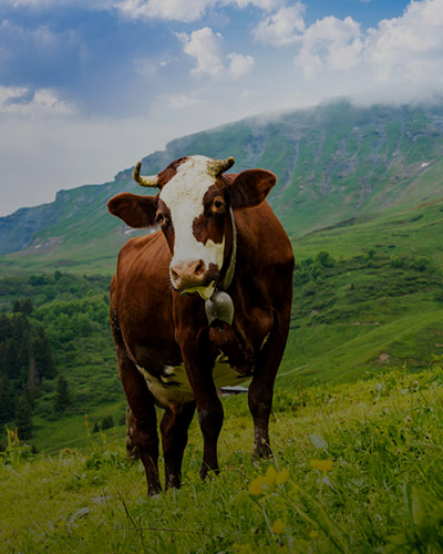 Cow