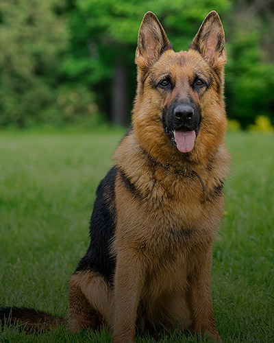 dog
