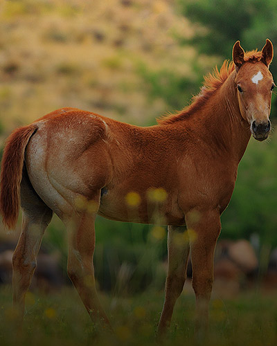foal