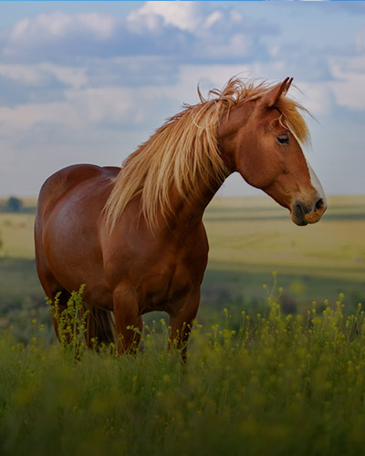 Horse